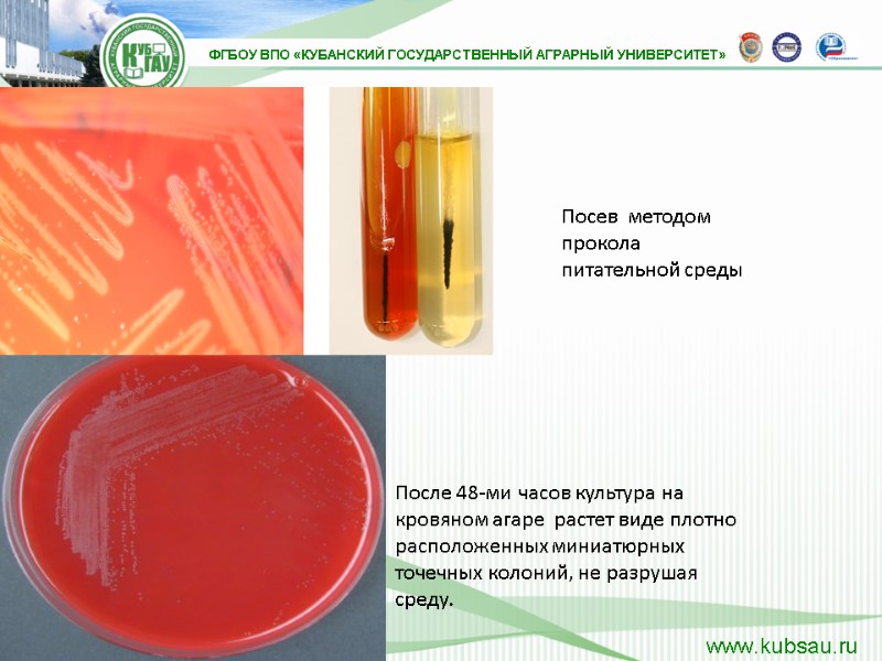После 48-ми часов культура на кровяном агаре  растет виде плотно расположенных миниатюрных точечных